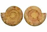 Cut & Polished Jurassic Ammonite (Perisphinctes) Fossil #364177-1